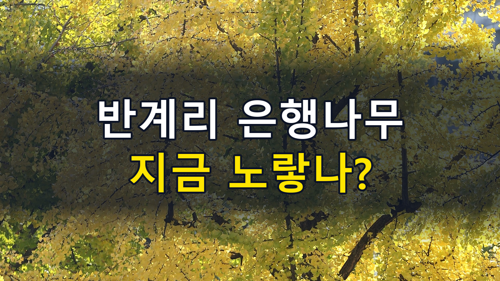 Bangyeri ginkgo