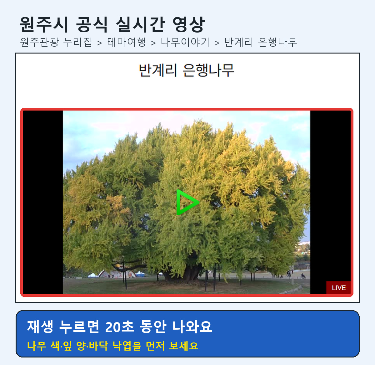원주관광 누리집 반계리 은행나무 실시간 영상 화면 위치