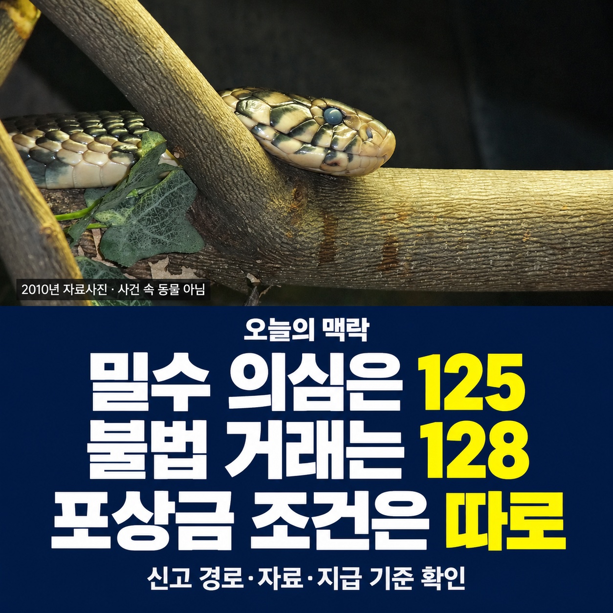 밀수동물·야생생물 불법 거래 신고 방법｜125·128, 포상금 조건과 공식 경로