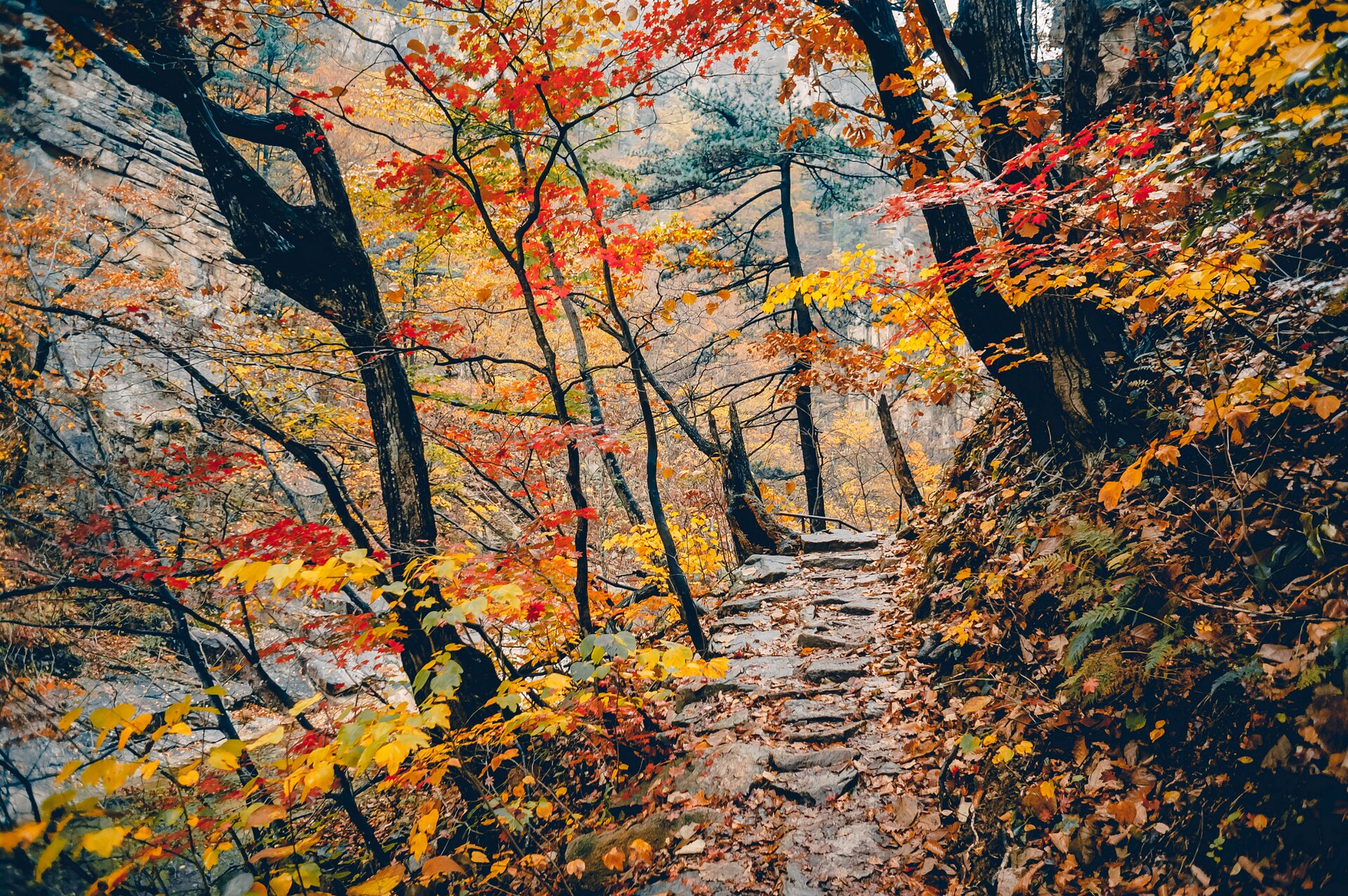 설악산국립공원 단풍 숲길 자료사진